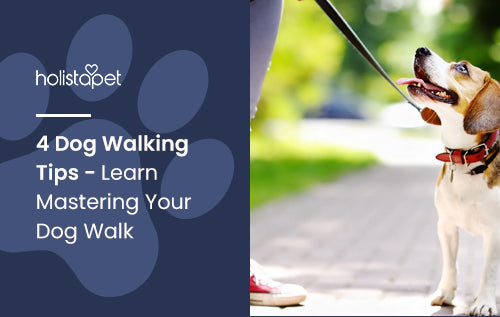 4 Dog Walking Tips - Learn Mastering Your Dog Walk