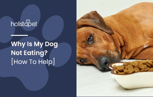 Why Is My Dog Not Eating? [How To Help]