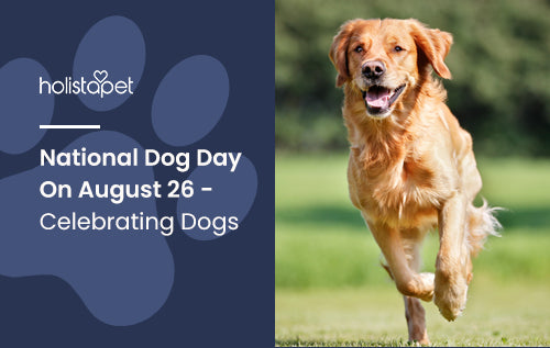 National Dog Day On August 26 - Celebrating Dogs