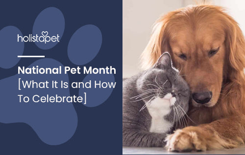 National Pet Month [What It Is and How To Celebrate]
