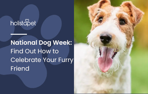 National Dog Week: Find Out How to Celebrate Your Furry Friend