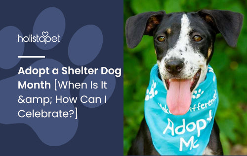Adopt a Shelter Dog Month [When Is It & How Can I Celebrate?]