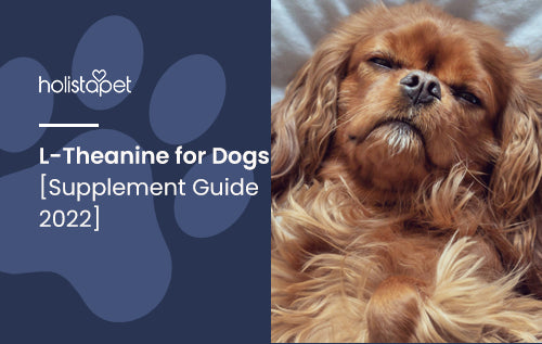 L-Theanine for Dogs [Supplement Guide 2022]