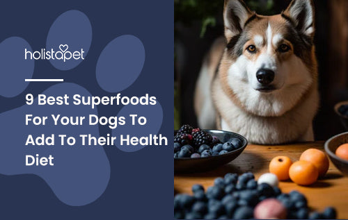 9 Best Superfoods For Your Dogs To Add To Their Health Diet