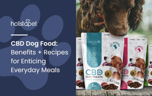 CBD Dog Food: Benefits + Recipes for Enticing Everyday Meals