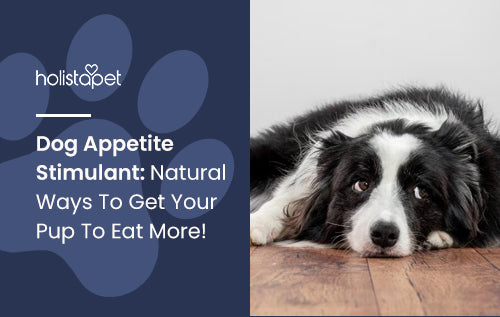 Dog Appetite Stimulant: Natural Ways To Get Your Pup To Eat More!