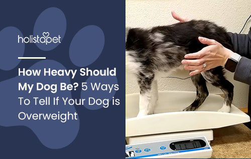 How Heavy Should My Dog Be? 5 Ways To Tell If Your Dog is Overweight