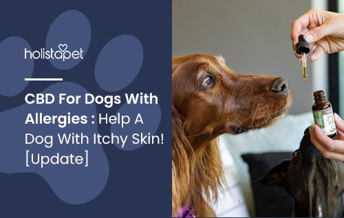 CBD For Dogs With Allergies : Help A Dog With Itchy Skin! [Update]