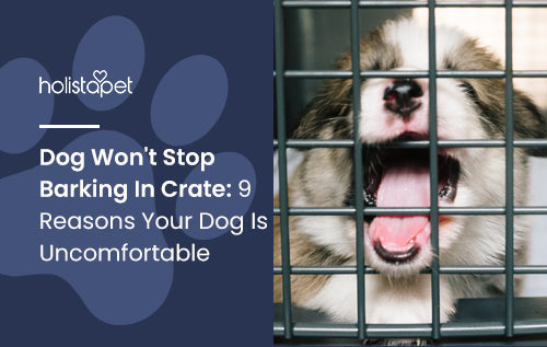 Dog Won't Stop Barking In Crate: 9 Reasons Your Dog Is Uncomfortable