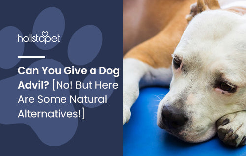 Can You Give a Dog Advil? [No! But Here Are Some Natural Alternatives!]