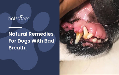 Natural Remedies For Dogs With Bad Breath