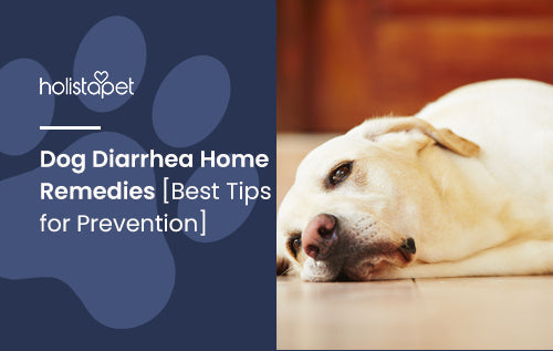 Dog Diarrhea Home Remedies [Best Tips for Prevention]