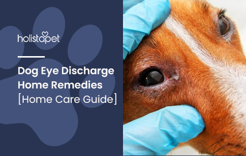 Dog Eye Discharge Home Remedies [Home Care Guide]