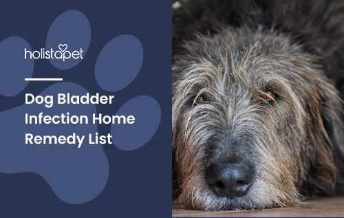 Dog Bladder Infection Home Remedy List
