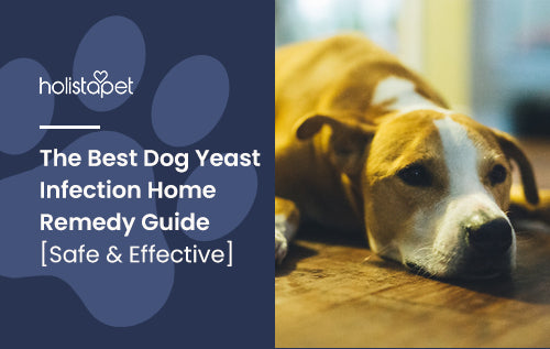 The Best Dog Yeast Infection Home Remedy Guide [Safe & Effective]