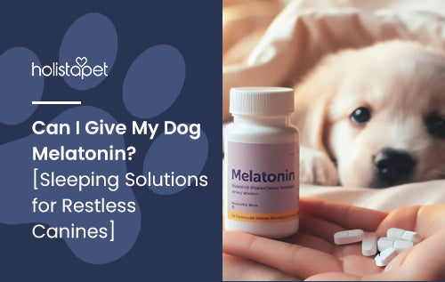 can i give my dog melatonin (featured blog image by holistapet) shows a person holding out melatonin pills to their puppy