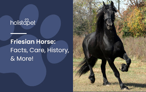 Friesian Horse: Facts, Care, History, & More!