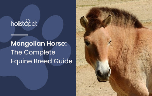 Mongolian Horse: The Complete Equine Breed Guide