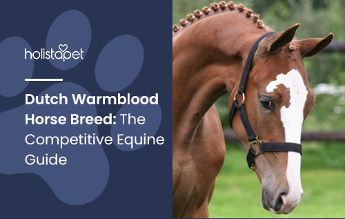 Dutch Warmblood Horse Breed: The Competitive Equine Guide