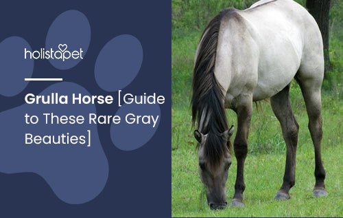 Grulla Horse [Guide to These Rare Gray Beauties]