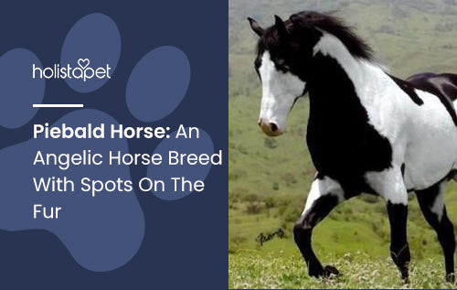 Piebald Horse: An Angelic Horse Breed With Spots On The Fur