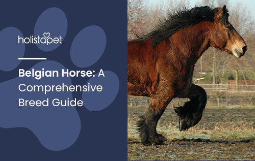 Belgian Horse: A Comprehensive Breed Guide