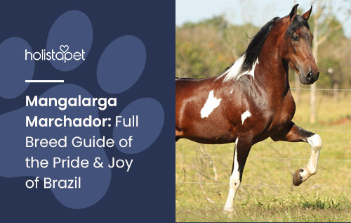 Mangalarga Marchador: Full Breed Guide of the Pride & Joy of Brazil