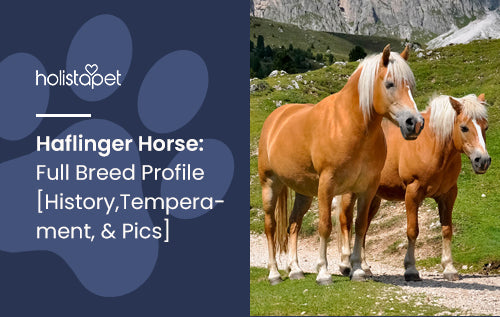 Haflinger Horse: Full Breed Profile [History, Temperament, & Pics]