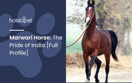 Marwari Horse: The Pride of India [Full Profile]