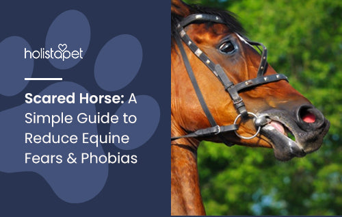 Scared Horse: A Simple Guide to Reduce Equine Fears & Phobias