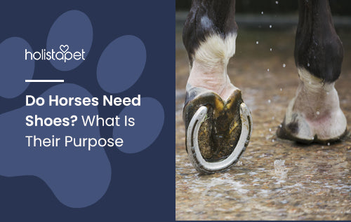 Do Horses Need Shoes? What Is Their Purpose