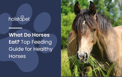 What Do Horses Eat? Top Feeding Guide for Healthy Horses