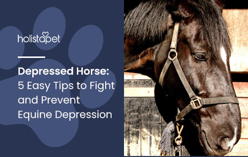 Depressed Horse: 5 Easy Tips to Fight and Prevent Equine Depression