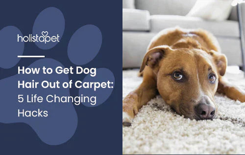 Hacks for Removing Dog Hair on Carpet