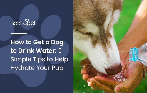 Tips how to get dog to drink water