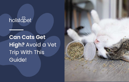 Can Cats Get High? Avoid a Vet Trip With This Guide!