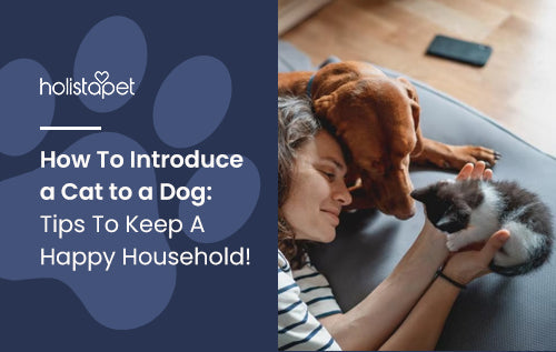 HolistaPet blog header "How To Introduce a Cat to a Dog" beside a woman with a brown dog and black-and-white kitten.