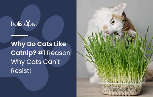 Why Do Cats Like Catnip? #1 Reason Why Cats Can't Resist!