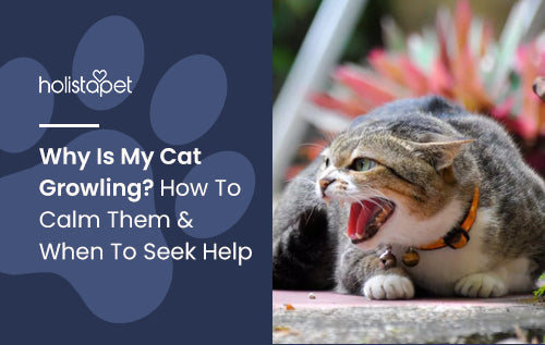 Why Is My Cat Growling? How To Calm Them & When To Seek Help