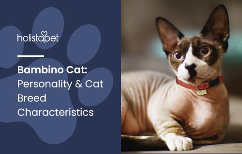 Bambino Cat: Personality & Cat Breed Characteristics