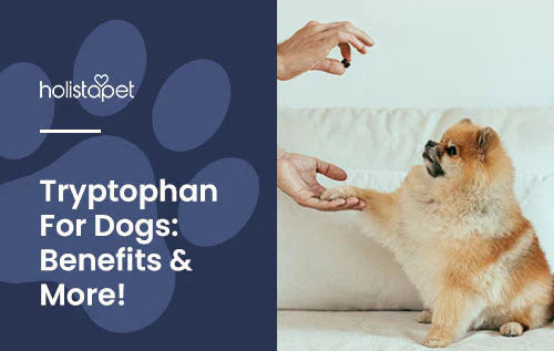 Benefits of Tryptophan for Dogs