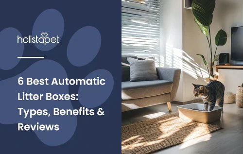 A cat standing in a living room in a litter box.