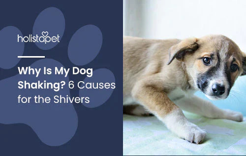 Why Is My Dog Shivering or Shaking?