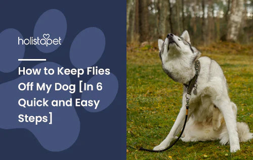 Keeping Flies off Dogs Guide