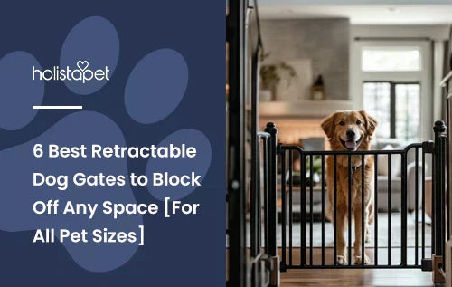 A golden retriever standing behind a black dog gate.