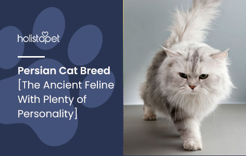 Persian Cat Breed [The Ancient Feline With Plenty of Personality]