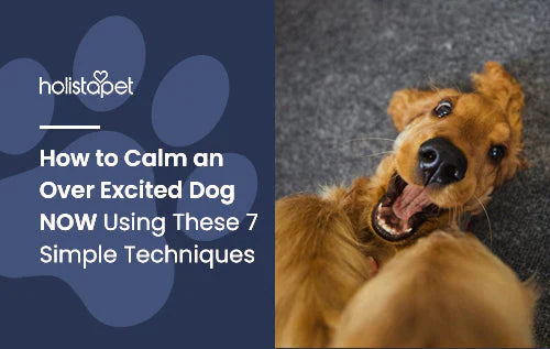 Calming Techniques for an over excited dog