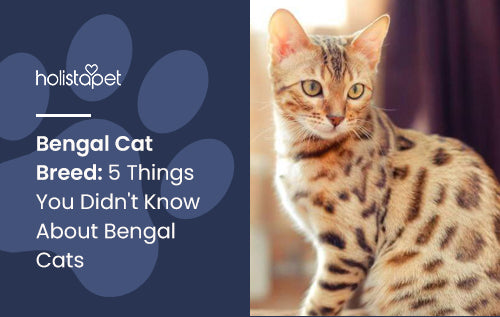 Bengal Cat Breed: 5 Things You Didn't Know About Bengal Cats