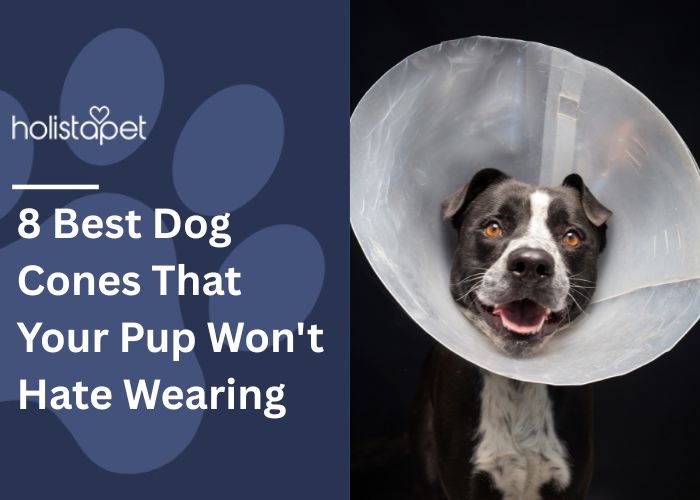8 Best Dog Cones Feature Image by HolistaPet