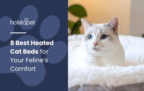 A white cat with blue eyes and soft grey facial markings rests peacefully in a fluffy white cat bed.